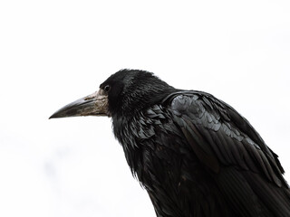 Eurasian rook portrait. Black bird on white background.  Bird with a huge beak.  Crow. Raven. 