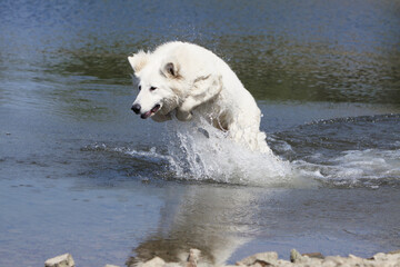 Berger Blanc Suisse qui coure dans l'eau