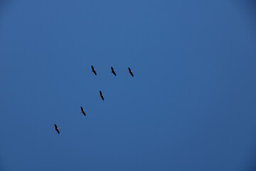 Common Cranes (Grus grus) migrating in northern Germany / Migrierende Kräne