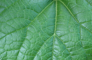 Close-up green pumpkin leaf for background.
