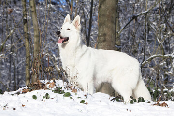 Berger Blanc Suisse dans la neige sortant du bois