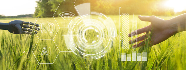  A robot hand and a man's hand touches wheat in the field. Concept of the future agriculture. Smart farming and digital agriculture 4.0 - obrazy, fototapety, plakaty