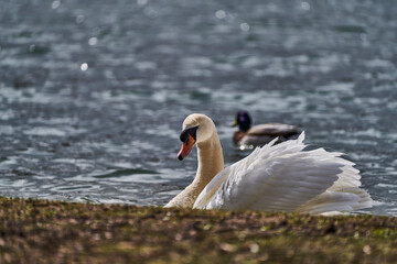 Fototapeta premium Park