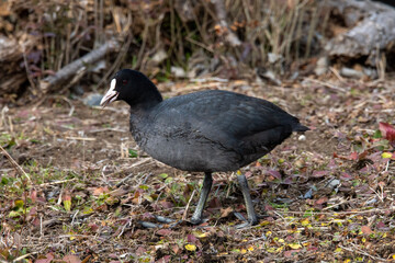 Eurasian coot roaming in search of food.