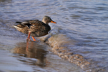 Mallard drake in beautiful breeding plumage feeding on small water plants, on beautiful spring day in freezing temperatures