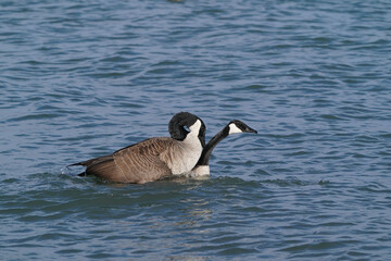 Canada Geese at harbour in early spring, one with damaged beak, flying, flapping, mating and after mating
