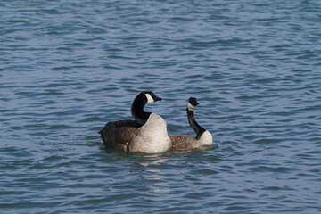 Naklejka na ściany i meble Canada Geese at harbour in early spring, one with damaged beak, flying, flapping, mating and after mating