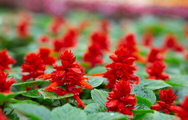 Industrial growth of flowers in smart greenhouse and season sale