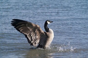 Canada Geese at harbour in early spring, one with damaged beak, flying, flapping, mating and after mating