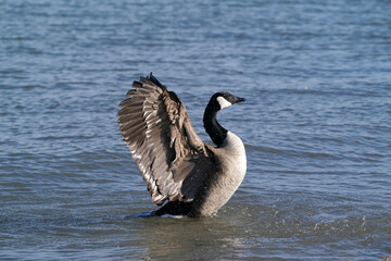 Canada Geese at harbour in early spring, one with damaged beak, flying, flapping, mating and after mating