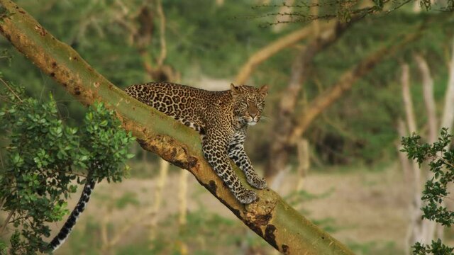 leopard on a tree