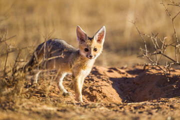 Naklejka na ściany i meble Cape Fox cub comes up from the borrow to play in the sun