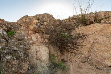 Wildflowers  grow on the ruins of the  palace of King Herod - Herodion in the Judean Desert, Israel