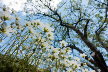 Flowers of Sagina subulata blooms in the garden on a sunny day.
