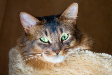 portrait of a red fluffy cat with green eyes Somali breed..