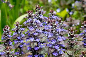 Ajuga reptans is commonly known as bugle, blue bugle, bugleherb, bugleweed