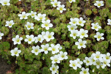 Flowers of Sagina subulata blooms in the garden on a sunny day. Alpine Pearlwort. - obrazy, fototapety, plakaty