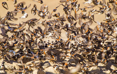 Flocks of Cape Sparrows fly to and from the waterhole for safety