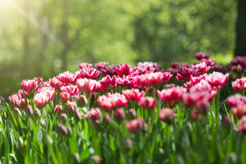 flower bed with spring blooming tulips.