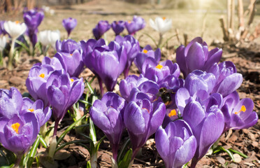violet crocuses bloom in early spring on old dry foliage