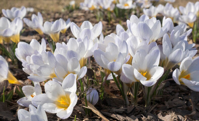 white crocuses blooms in early spring