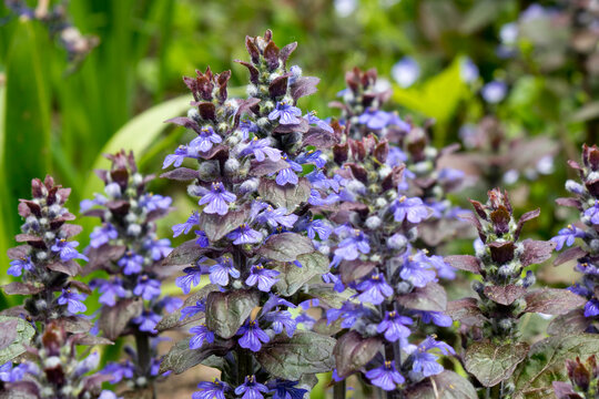 Ajuga reptans is commonly known as bugle, blue bugle, bugleherb, bugleweed