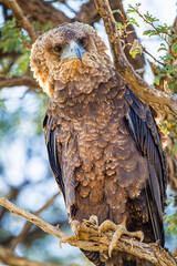 Juvenile Bateleur eagle on a branch overlooking the waterhole