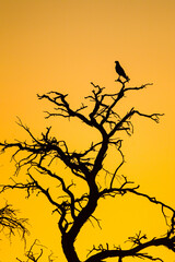 Bird of Prey silhouette in the Kalahari sunset
