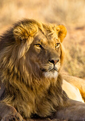 Fototapeta na wymiar Black-maned lion of the Kalahari resting after eating a gemsbok