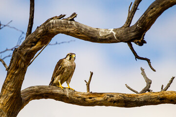 Lanner falcon sites in a dead branch overlooking a waterhole