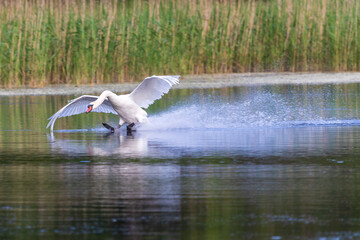 Swan on landing (Cygnus olor), łabędź niemy © Tomasz Zagórowski