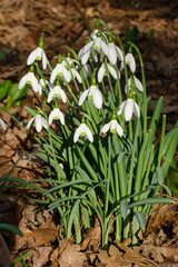 Schneeglöckchen (Galanthus)