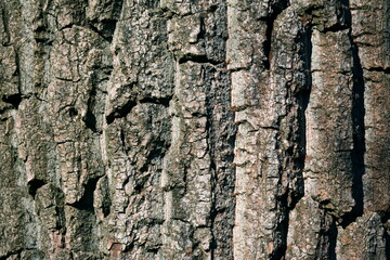 The bark of an old tree is covered with depressions and cracks.