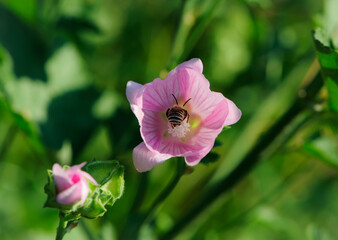 bee in pink flower. bee sits in a delicate pink flower on a green background. Altea medicinal, Althaea officinalis. beautiful pink meadow flower. Purple mallow, little bee, insect close-up