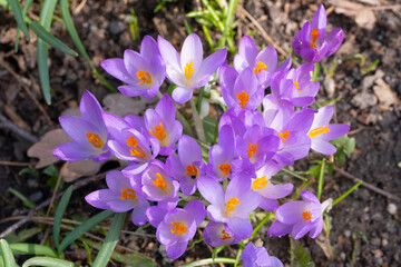 Blühende Krokusse (Crocus)