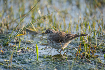 Thrush (Turdus philomelos) Snowfowl Song on green spring grass
