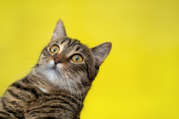 Striped cat in a collar looks away with suprised face on yellow background. Copy text. Space for...