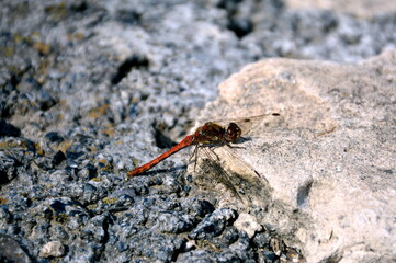 A Sympetrum sanguineum rests on a stone on a bright sunny day.