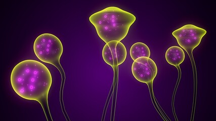 3d render of Mucor mucedo{fungi} heterothallism structure.