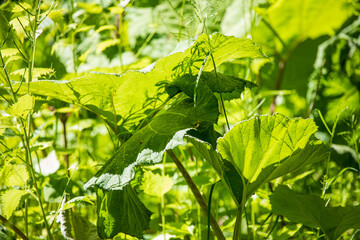 Green plants of the forest - a game of shadows