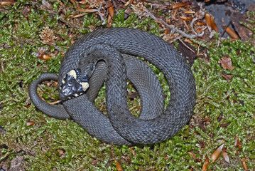 Ringelnatter, columba palumba, ungiftig,mäuse, frösche, 
insekten; gras, heu,