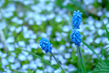 Clustered blooms of Muscari in the springtime