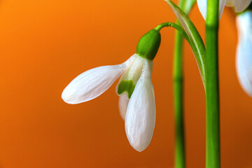 Obraz premium Snowdrops on an orange, isolated background.