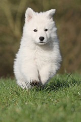 Berger Blanc Suisse de face qui court dans une prairie