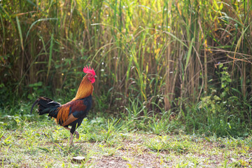 bantam chicken walk on jasmine paddy rice field