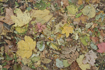 Dry Autumn Foliage Decayed on the Ground