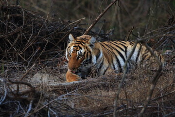 Tigress licking wounds post territorial fight with another tigress at Jim corbett tiger reserves, India.