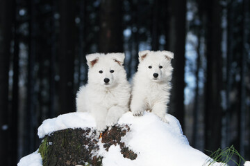 Deux chiots  Berger Blanc Suisse tout mignon dans la neige