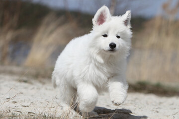Chiot Berger Blanc Suisse qui court dans les dunes