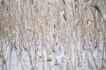 Frozen landscape with reeds in a lake